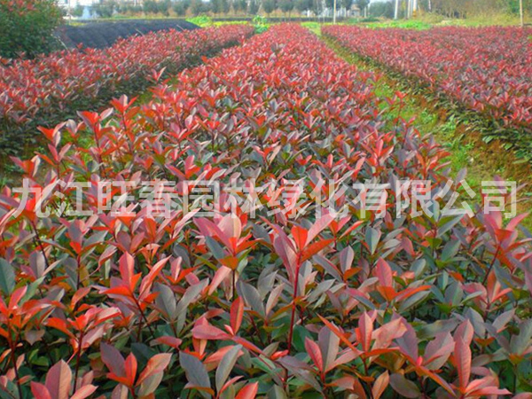 紅葉石楠